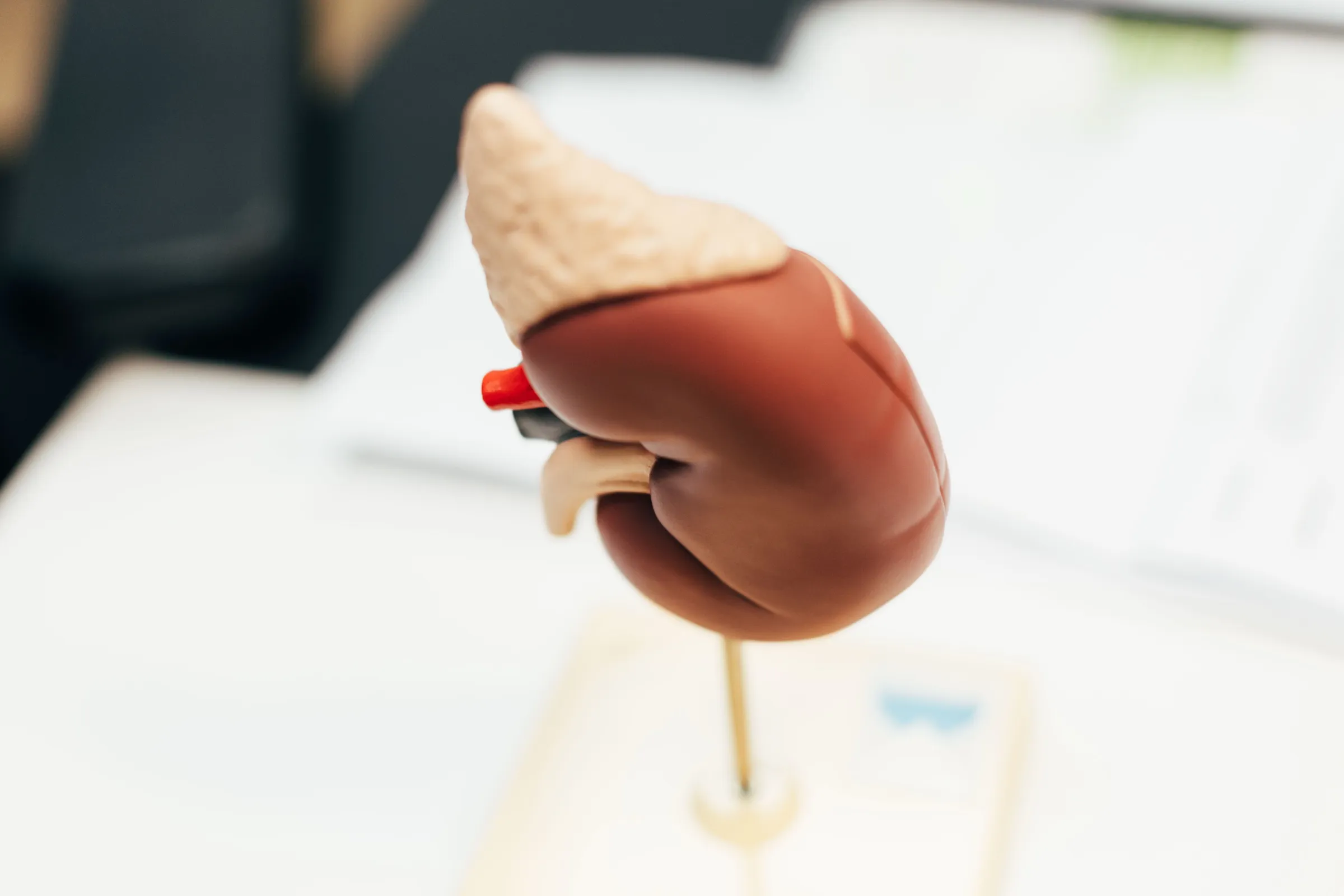 Anatomisches Modell einer Niere mit Nebenniere, Nierenarterie und Harnleiter auf einem Ständer.